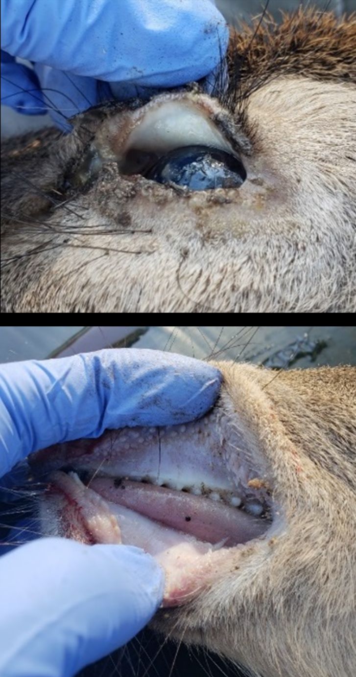 Disease caused by Haemonchus contortus infection is a result of moderate to severe blood loss.  Severe anemia is apparent in the pale conjunctiva and gums of a 5-month-old white-tailed deer with fatal haemonchosis.