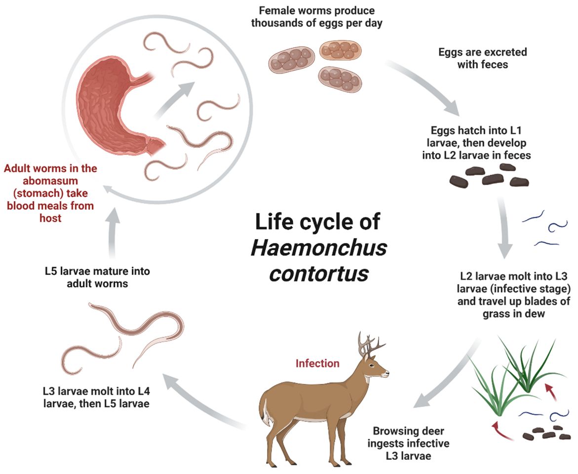 WEC453/UW498: Facts about Wildlife Diseases: Gastrointestinal