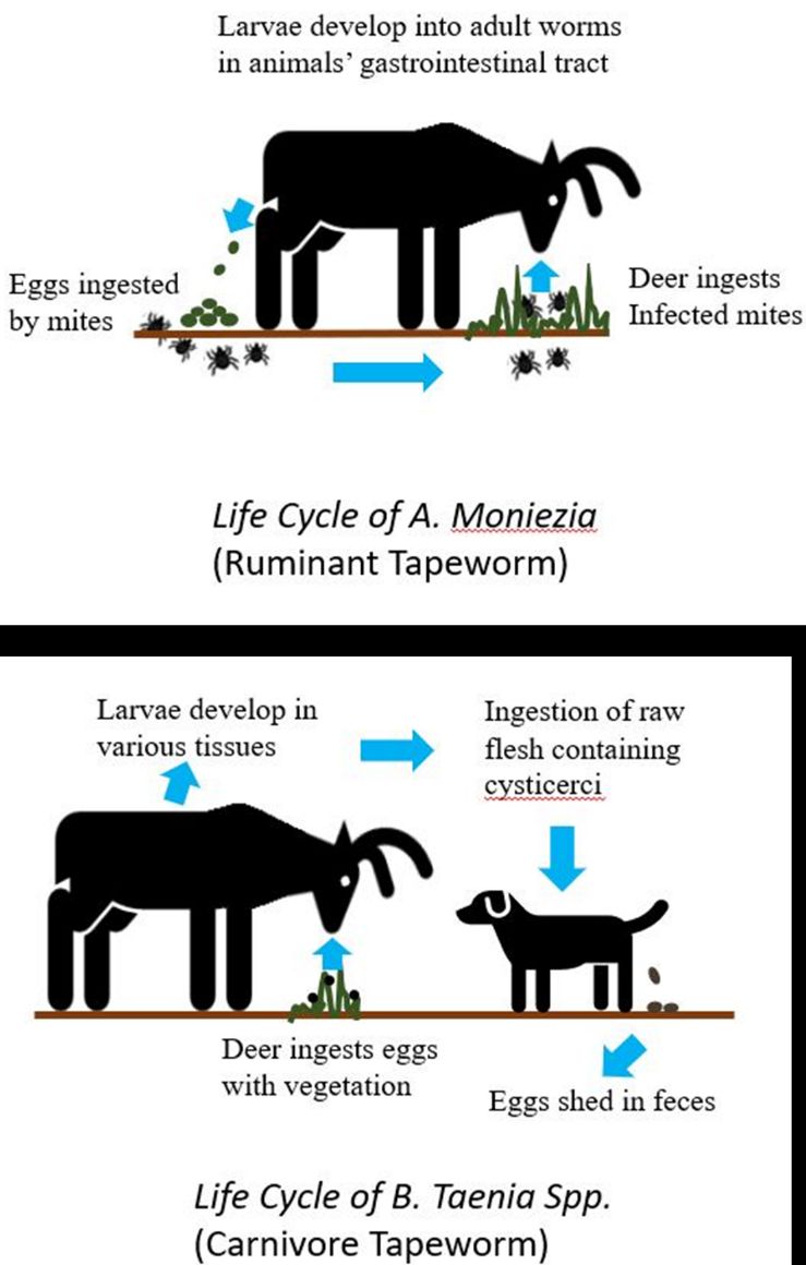 The life cycle of Moniezia sp. and Taenia spp., the two genera of tapeworms known to infect white-tailed deer in Florida.