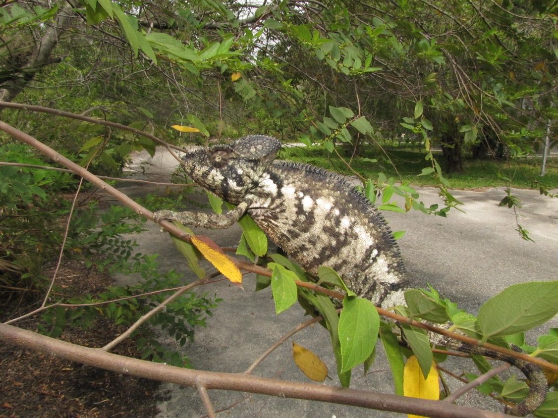 Adult male Oustalet’s chameleon. 