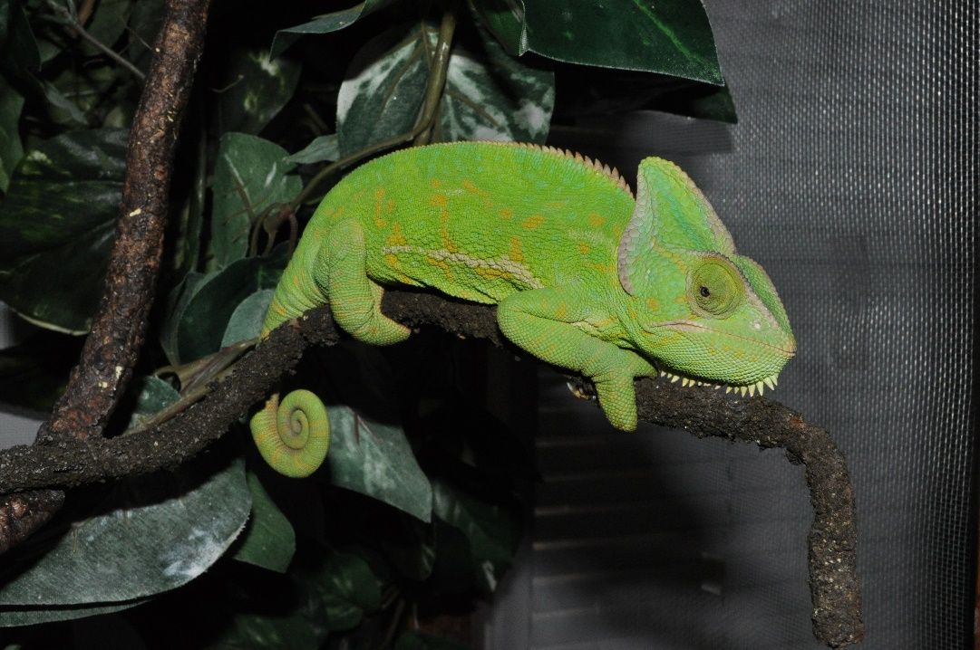 Adult female veiled chameleon. 
