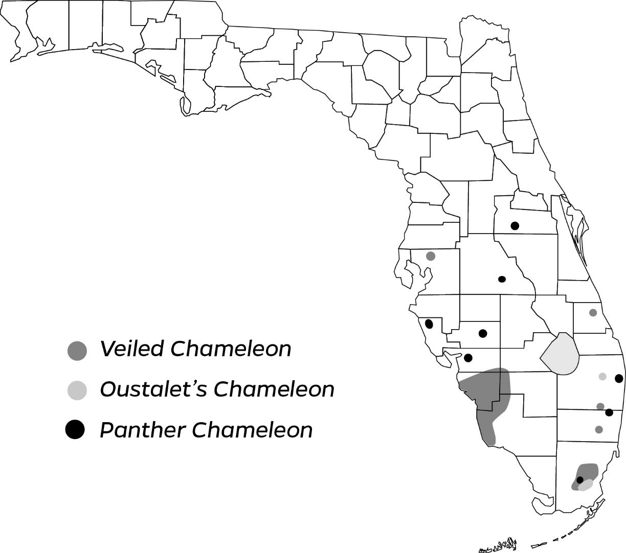 Approximate range of the veiled chameleon, Oustalet’s chameleon, and panther chameleon in Florida, 2022. This map is based on records in EDDMapS, the FLMNH herpetology database, iNaturalist, scientific publications, and personal communications with colleagues. Note there are numerous additional records of single individuals that are not included here. Thus, this map approximates the minimum extent of where each species is likely established in Florida. We encourage the reporting of sightings of chameleons, especially those seen outside of the shaded areas indicated on this map: take a digital picture of the lizard and report your observation to EDDMapS.org. 