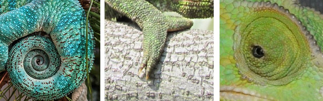 Unique features of chameleons:  prehensile and often curled tail (left), grasping opposable toes (center), and independently moving eyes (right). 