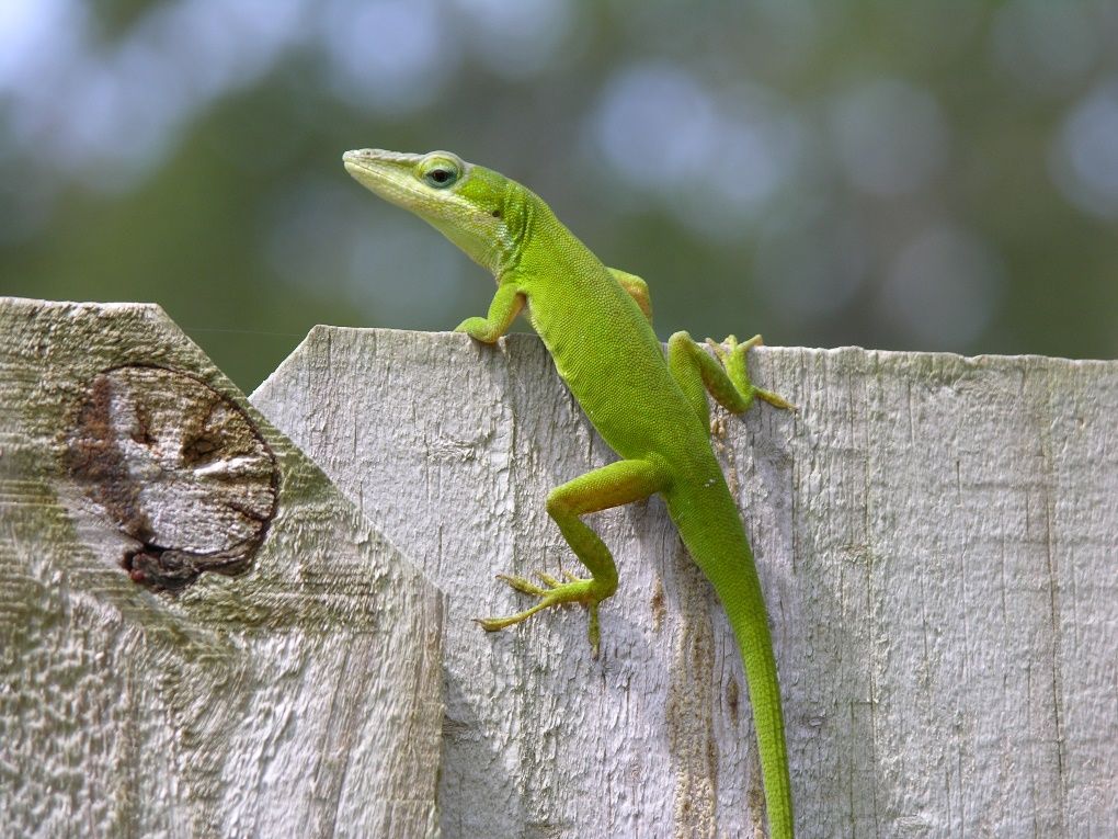 Adult male green anole. 