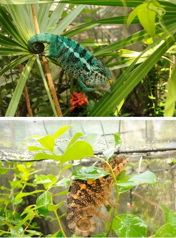 Adult male panther chameleon (top) and adult female panther chameleon (bottom). 