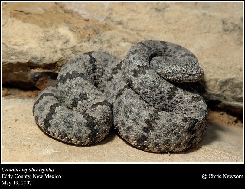 The mottled rock rattlesnake has a limited range in New Mexico, making it a treat to come across one of these beautiful desert gems. 