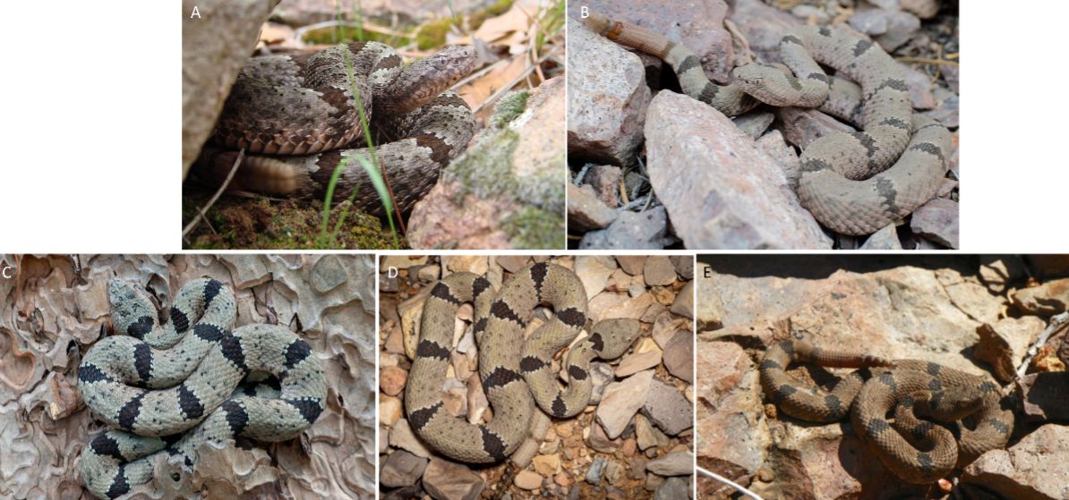 Additional photos illustrating variation of colors and patterns of the banded rock rattlesnake. 