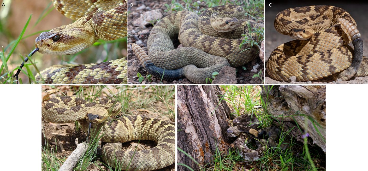 Additional photos of northern black-tailed rattlesnakes. 