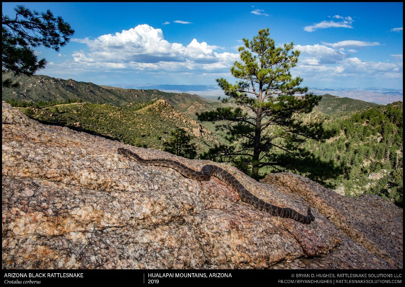 The Arizona black rattlesnake is at home in high-elevation montane areas.