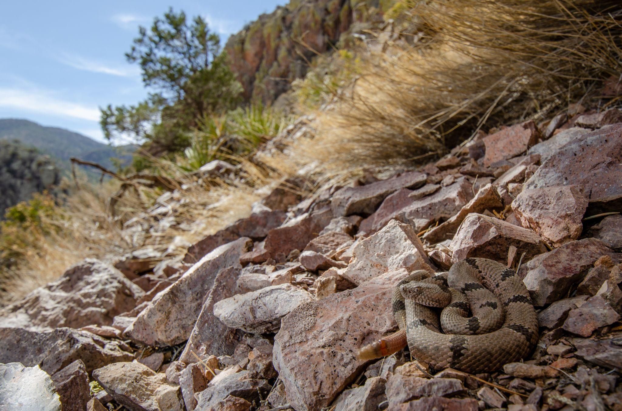 A banded rock rattlesnake awaits a passing lizard on a talus slope in the Magdalena Mountains. 