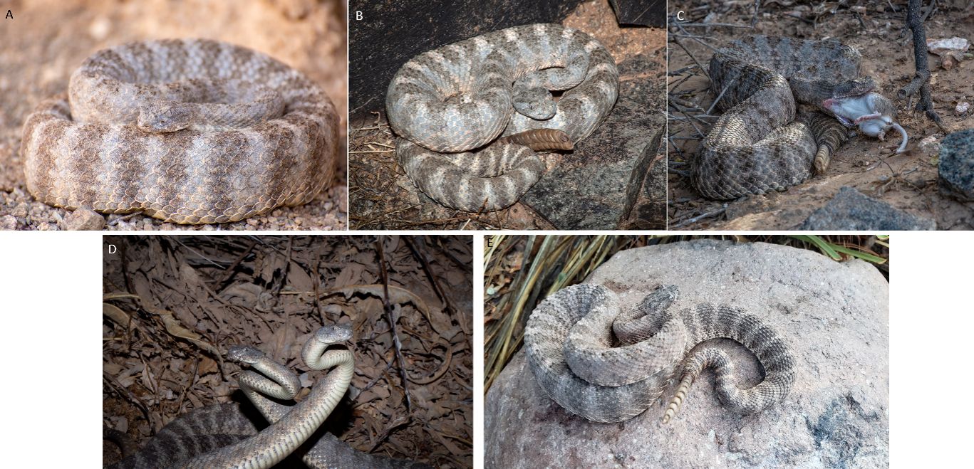 Additional photos of tiger rattlesnakes, including (C) an individual feeding on a mouse, (D) two males in combat, and (E) another photo of an elusive New Mexico tiger rattlesnake that was found in Hidalgo County. 