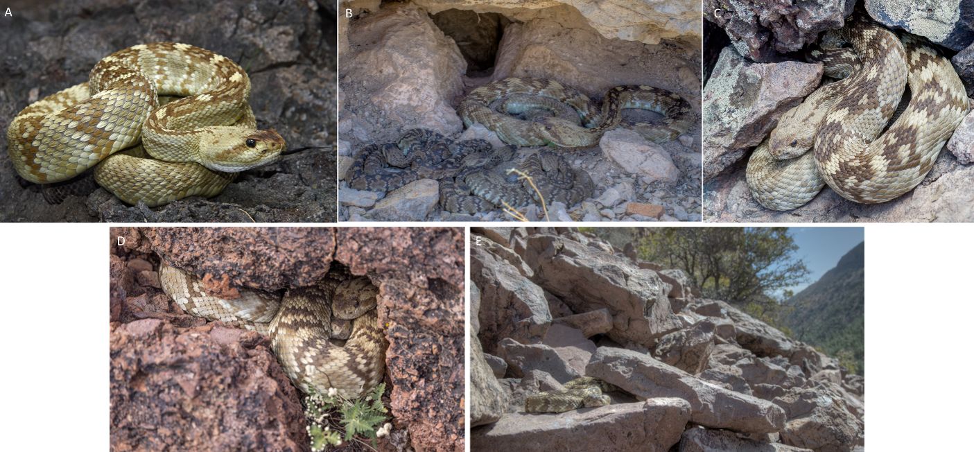 Additional photos of eastern black-tailed rattlesnakes, including (B) a new mother guarding her pups, (C and D) individuals tucked away near their rocky dens, and (E) typical rocky foothills habitat. 