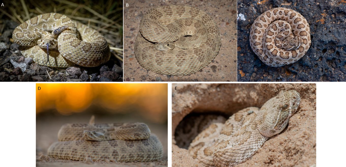 Additional photos of prairie rattlesnakes. 