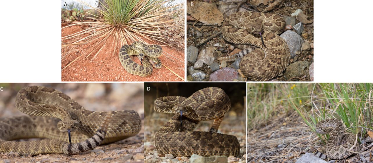 Additional photos of Mojave rattlesnakes. 