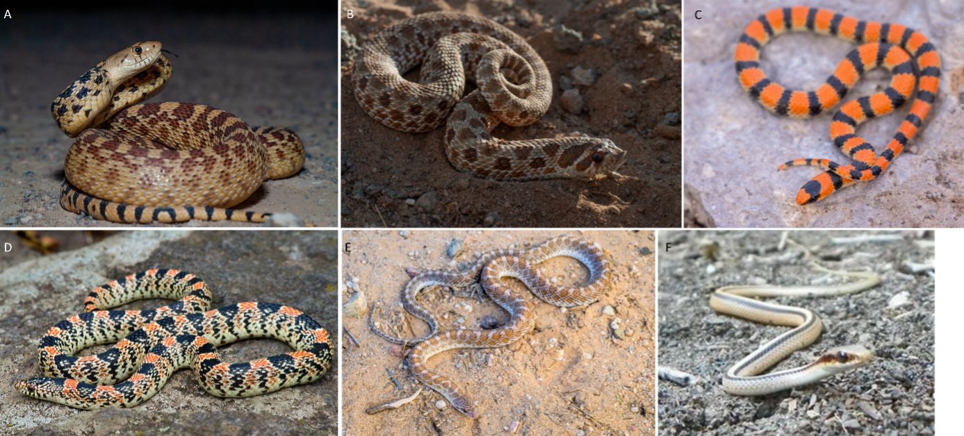 A. Gopher snake; B. Hognose snake; C. Ground snake; D. Long-nosed snake; E. Glossy snake; F. Patchnose Snake 