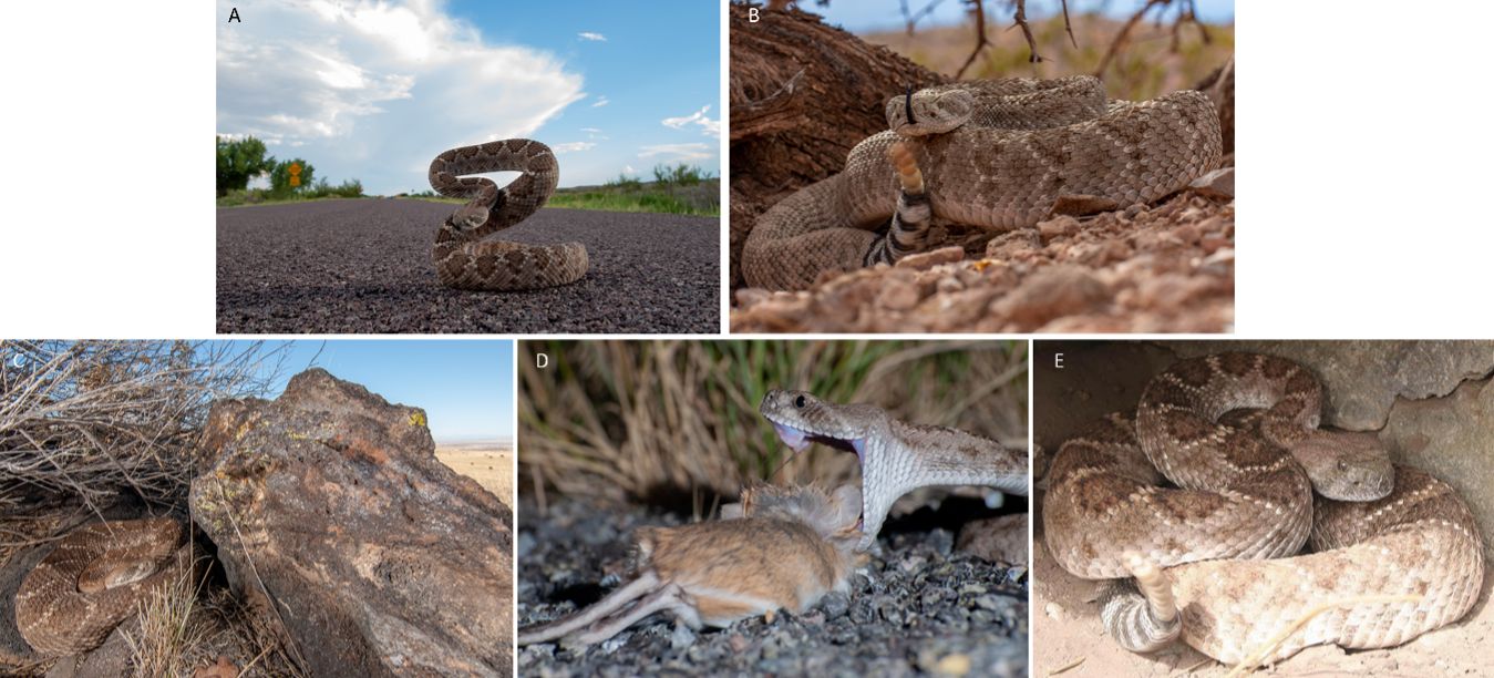 Additional photographs of western diamondback rattlesnakes, including (A) the famous “S pose” defensive posture, (B) a disturbed western diamondback rattling and flicking its forked tongue, (C) an individual resting in rocky terrain in Petroglyph National Monument, (D) an individual feeding on a rodent, and (E) an individual resting outside of its den in Socorro County.