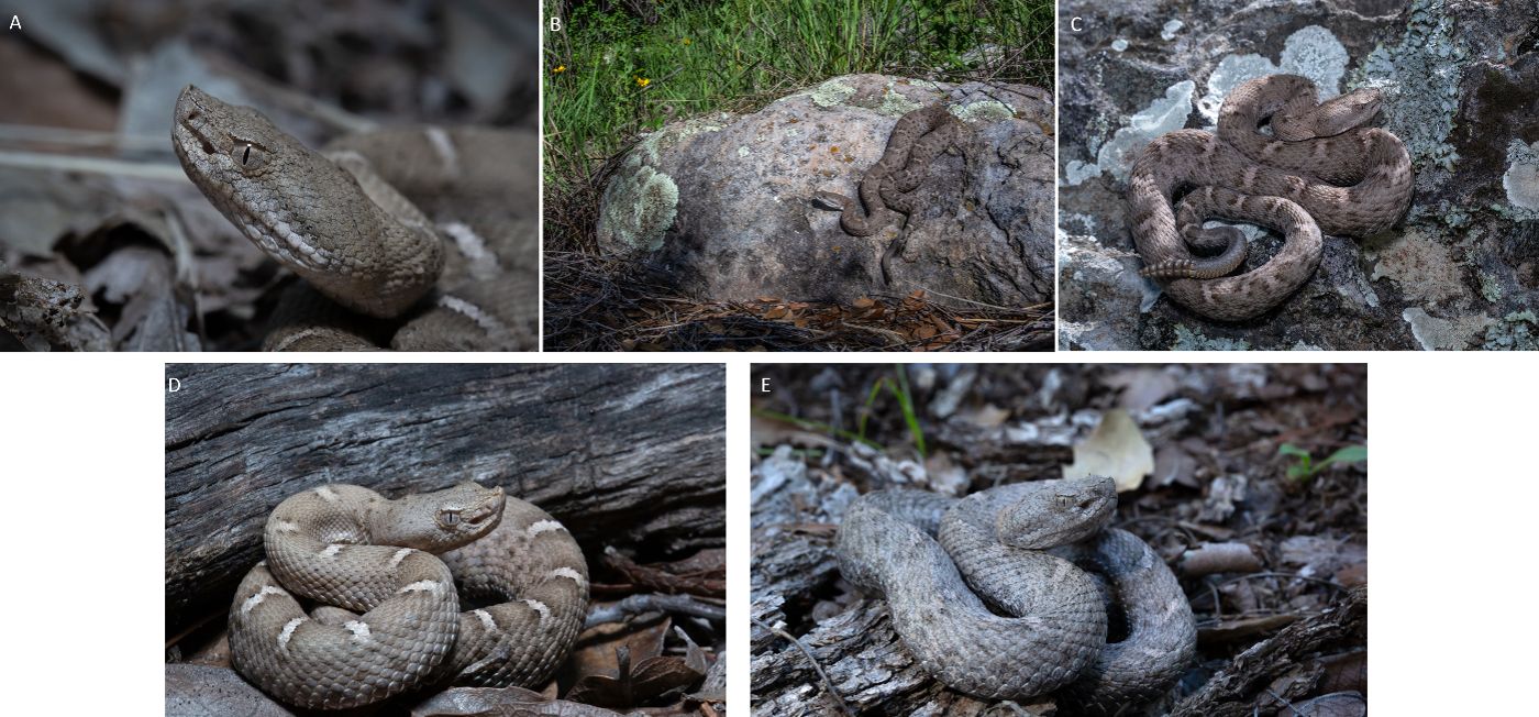 Additional photos illustrating variations of New Mexico ridge-nosed rattlesnakes. More widely distributed south of the border, these individuals were photographed in the Mexican state of Sonora. 