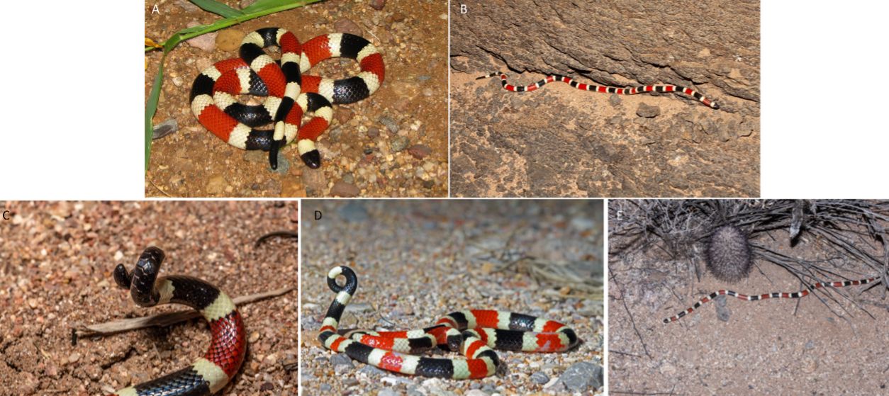 Additional photos of Sonoran coral snakes. C and D illustrate a defensive behavior in which the coral snake rolls the end of the tail into a tight coil to redirect potential predators away from the head. 