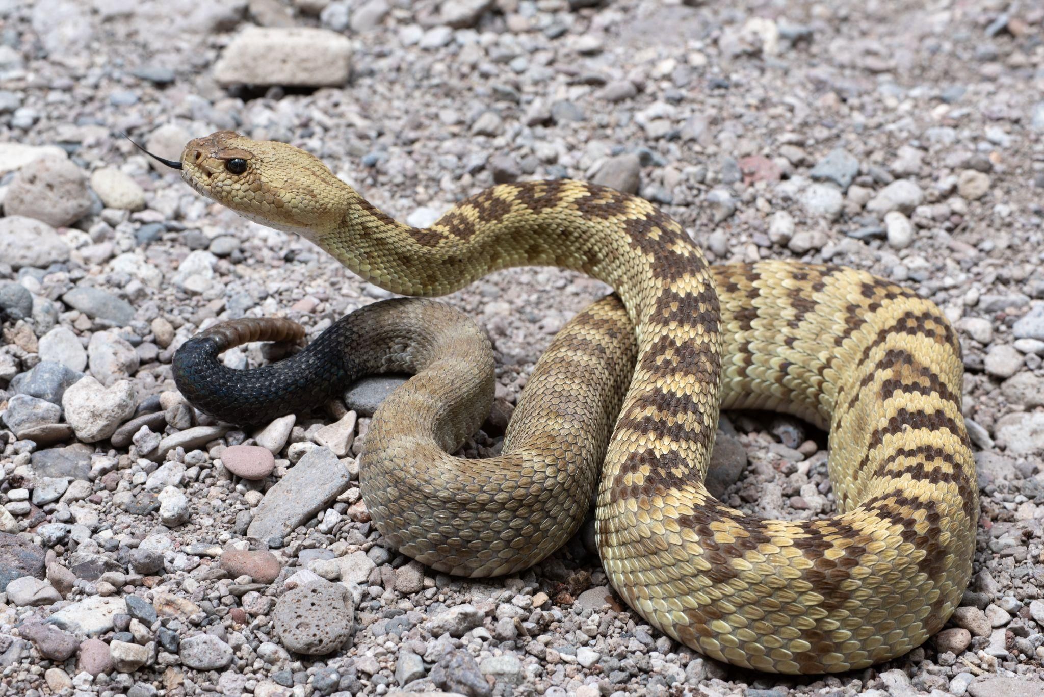 The northern black-tailed rattlesnake is commonly encountered in the rocky deserts and foothills of far southwestern New Mexico. 