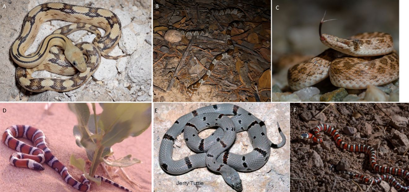 A. Trans-Pecos ratsnake; B. Lyre snake; C. Night snake; D. New Mexico milksnake; E. Gray-banded kingsnake; F. Arizona mountain kingsnake