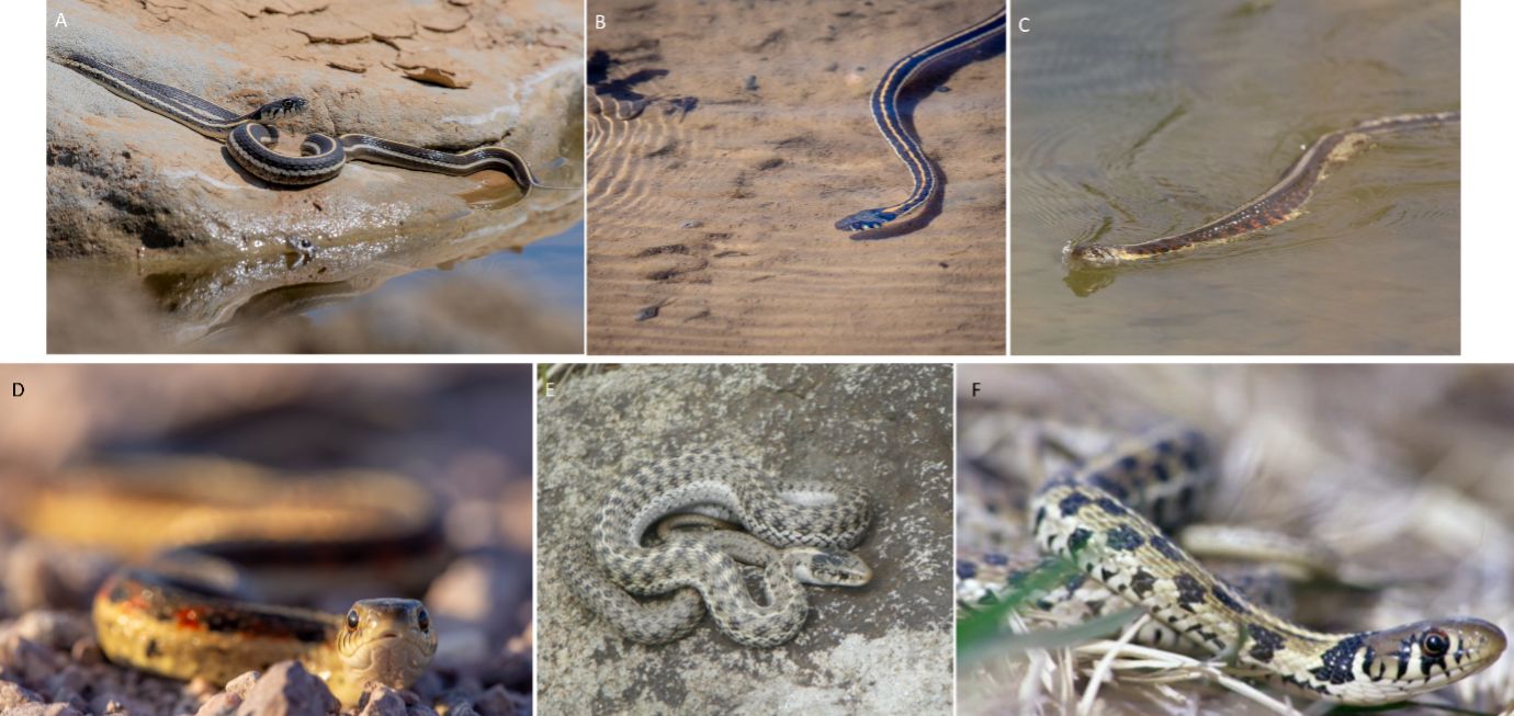Black-necked garter snakes (A, B) and New Mexico garter snakes (C, D) are commonly found along bodies of water, like the Rio Grande, hunting for tadpoles and small fish. Other species, like the western terrestrial garter snake (E) and the checkered garter snake (F) are more commonly found in prairie or wooded habitats. 