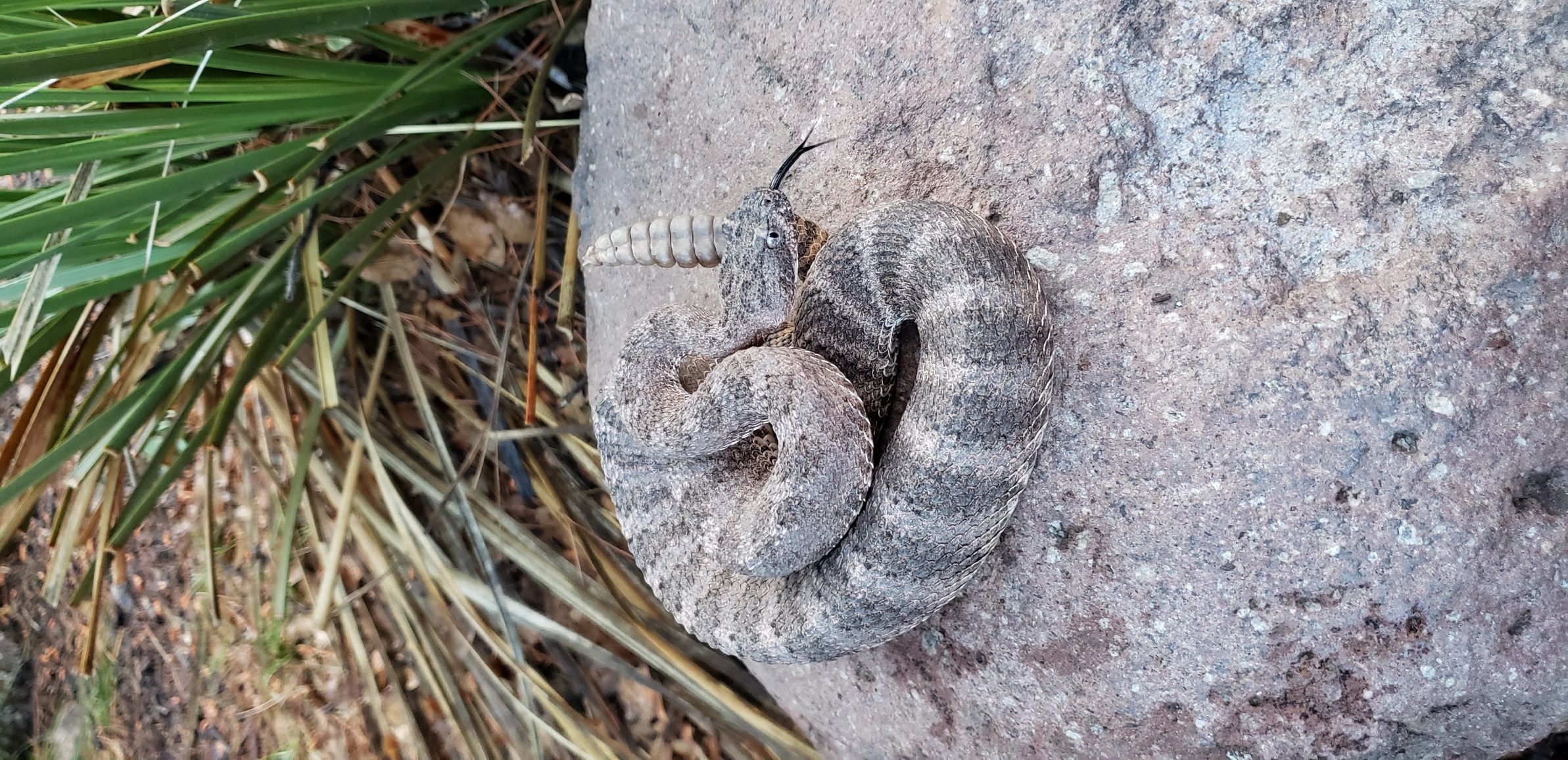 Only recently discovered to be present in New Mexico, this individual is one of only a few tiger rattlesnakes to have been found in the Peloncillo Mountains of Hidalgo County. 