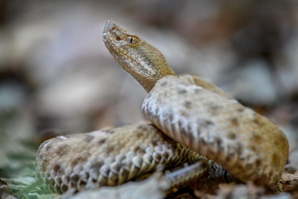 The unique ridge-nosed rattlesnake is only known to be present in the Peloncillo and Animas Mountains of Hidalgo County in New Mexico. 