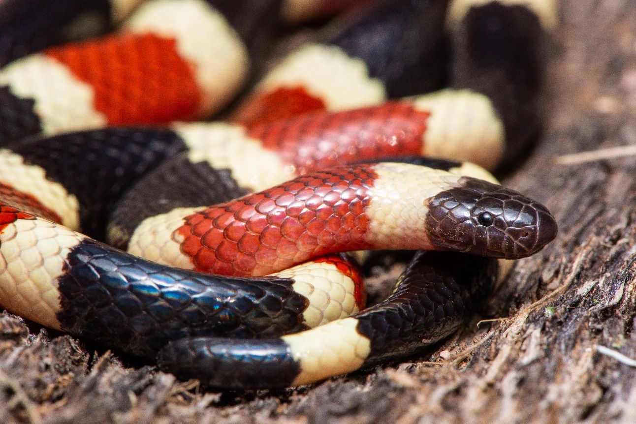 The coral snake is a unique snake that, once you familiarize yourself with it, is easily distinguishable even from other tri-colored species.