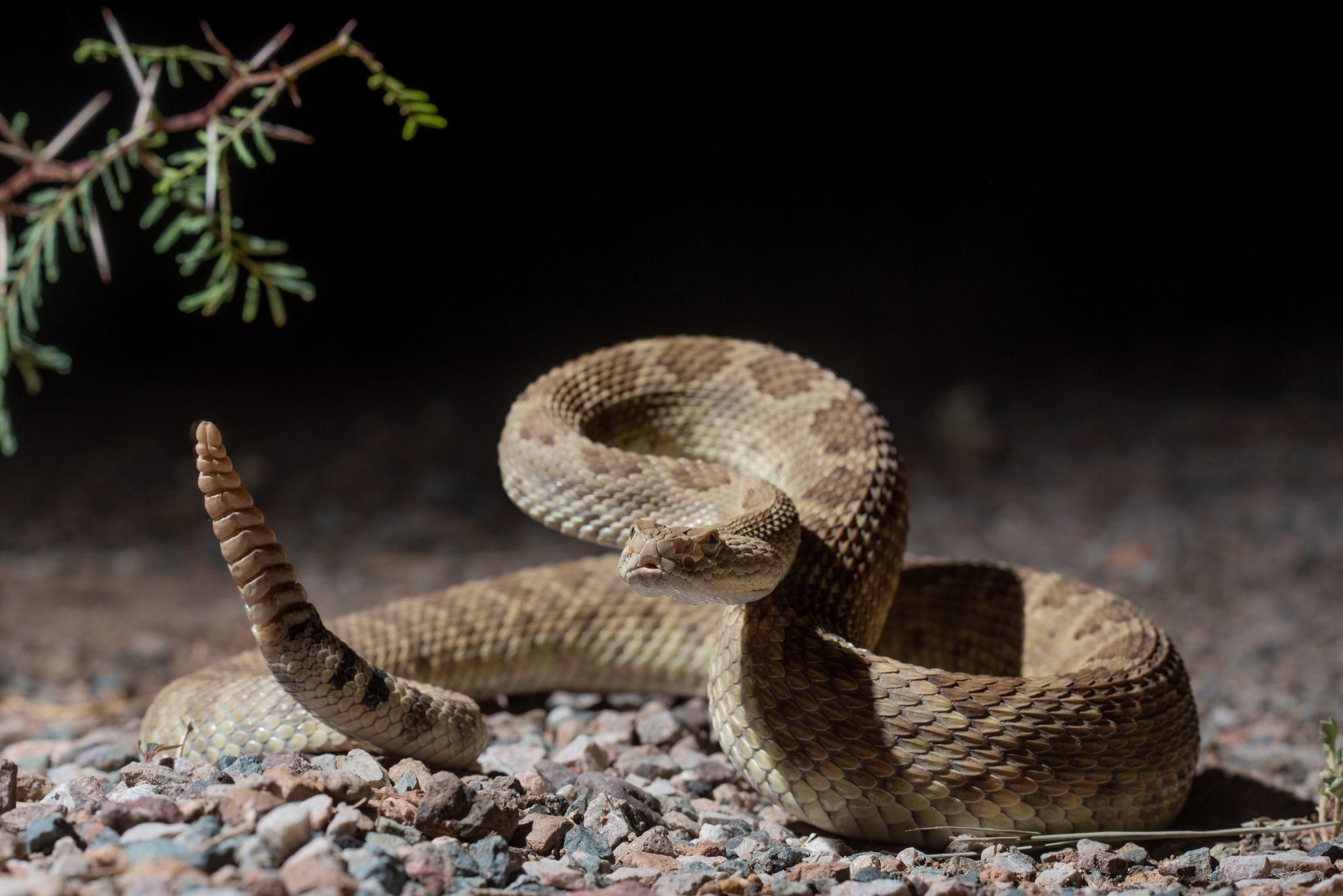 Mojave rattlesnakes have a fearsome reputation due to their tendency to quickly take a defensive posture, but like any rattlesnake, they just want to be left alone; the safest option for both snakes and people. 