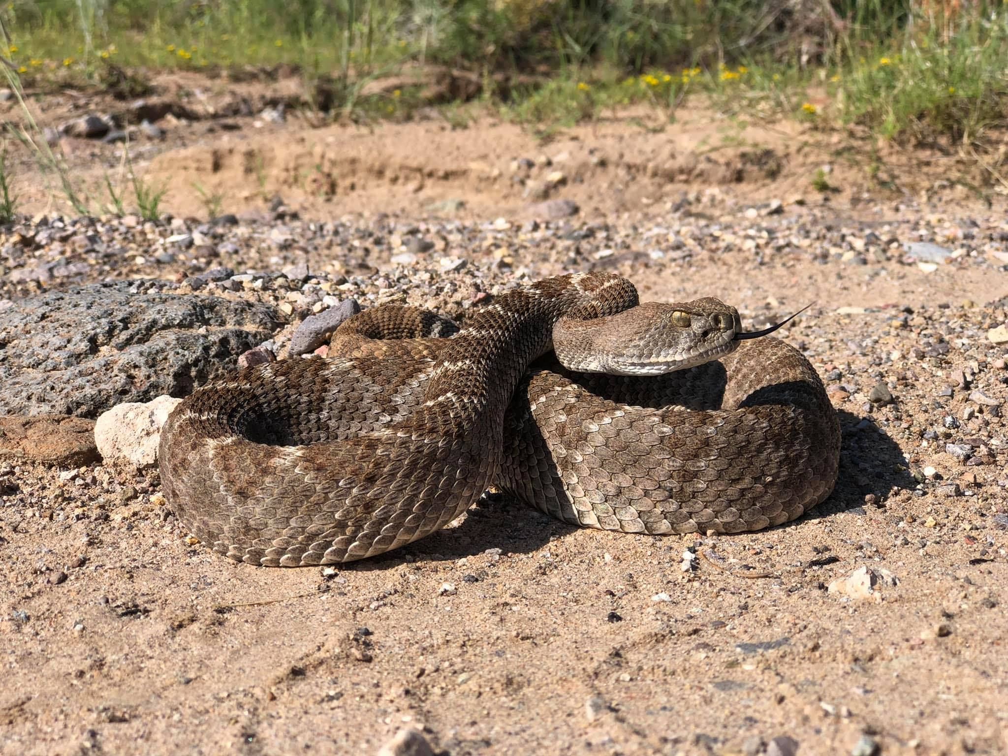 When observed from a safe, respectful distance, most rattlesnakes are generally docile. This western diamondback rattlesnake near Magdalena allowed the author to sit for several minutes taking photographs.