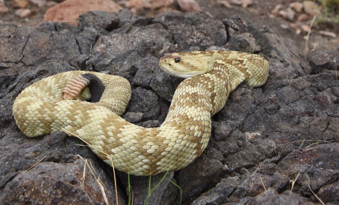 An eastern black-tailed rattlesnake in typical rocky desert habitat of southwestern New Mexico. 