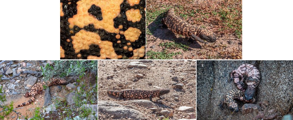 Additional photos of reticulate Gila monsters, including (A) a close-up of the osteoderms (small round bones within the skin)  that cover the body, (B) mid-gait, (C) searching for prey in rocky habitat, (D) examining surroundings, and (E) two males engaged in territorial combat.