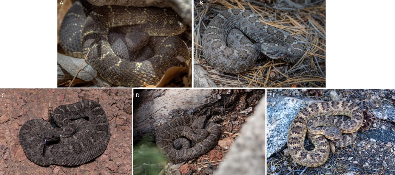 Additional photographs of Arizona black rattlesnakes illustrating the variation in both color and pattern.