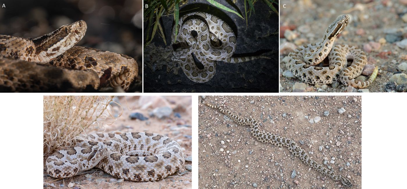 Additional photos of western massasaugas, including (C) a neonate (newborn) with a brightly colored yellow tail, which it uses to lure unsuspecting prey like lizards. 