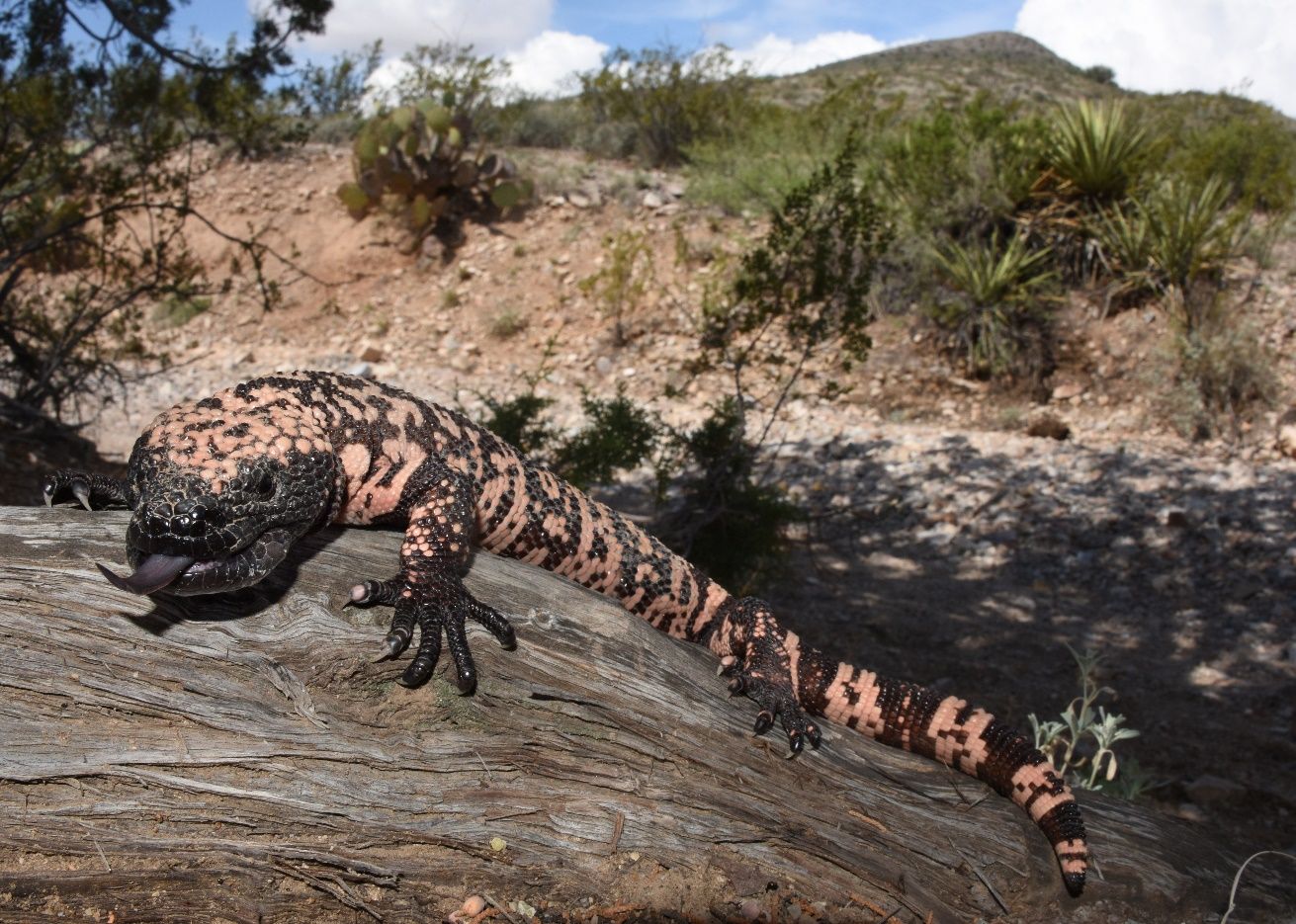 A reticulate Gila monster in typical habitat of southwestern New Mexico and southern Arizona. 