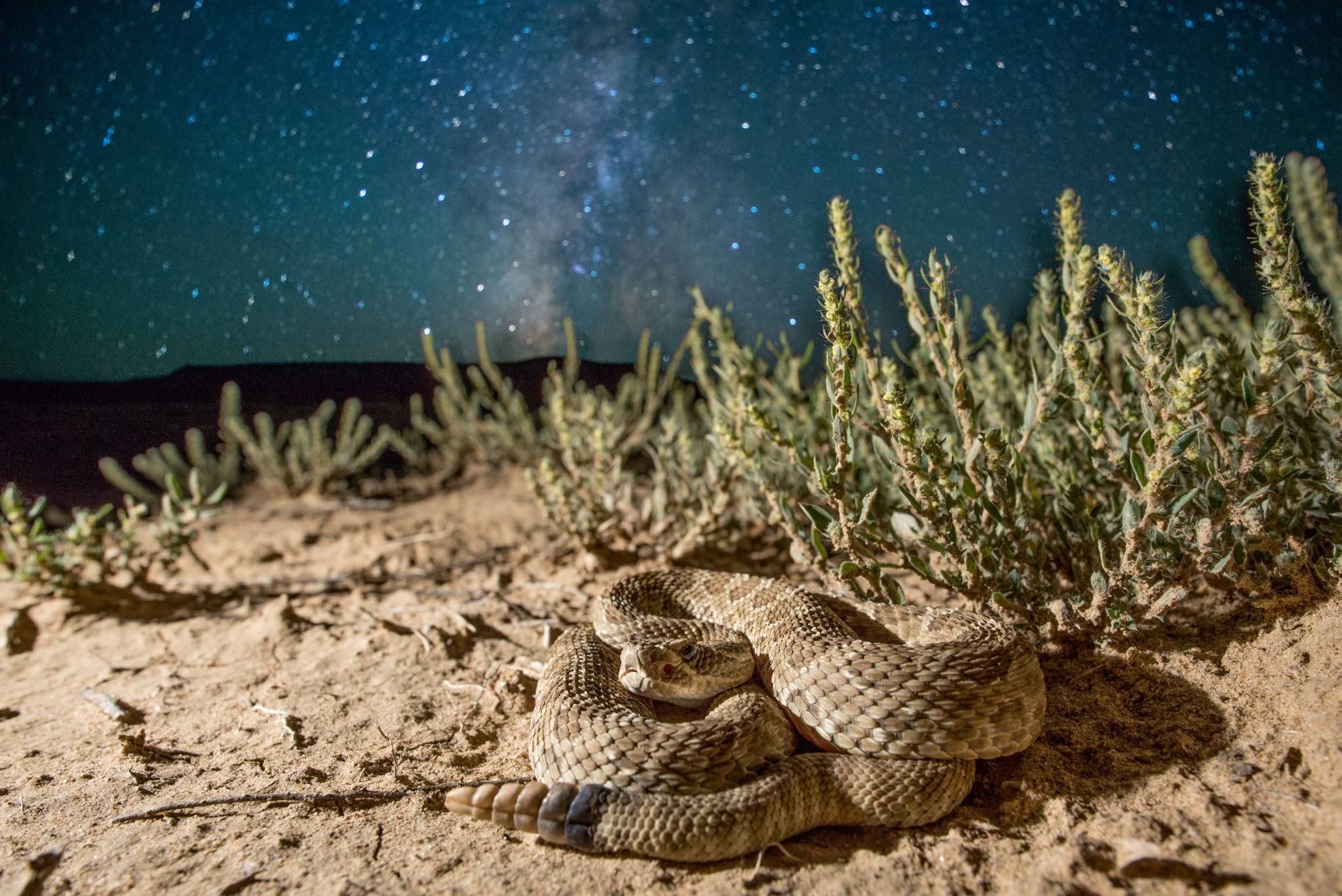 One of the most commonly encountered snakes in New Mexico, this prairie rattlesnake lies in ambush awaiting a rodent or other small prey under the New Mexico night sky. 