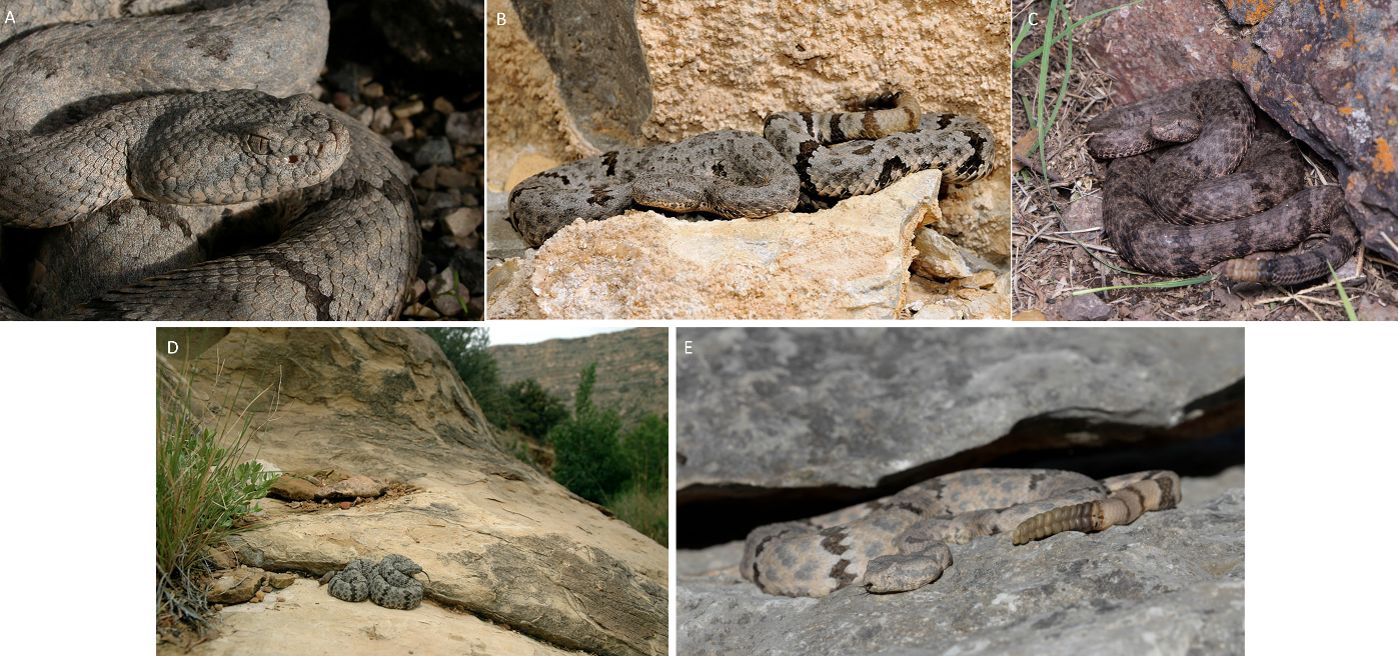 Additional photos illustrating variation in mottled rock rattlesnakes. 