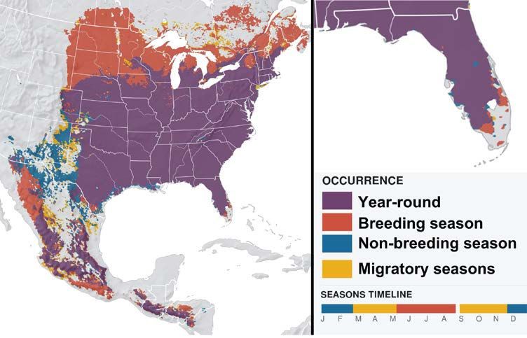 Mapa de distribución de los azulejos garganta canela en el área continental de los EE. UU. (izquierda) y Florida (arriba, a la derecha). 