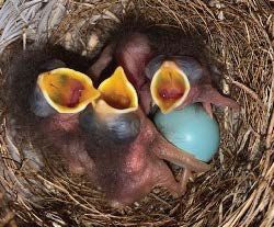 Polluelos de azulejo de garganta canela y huevo dentro de caja de nido.