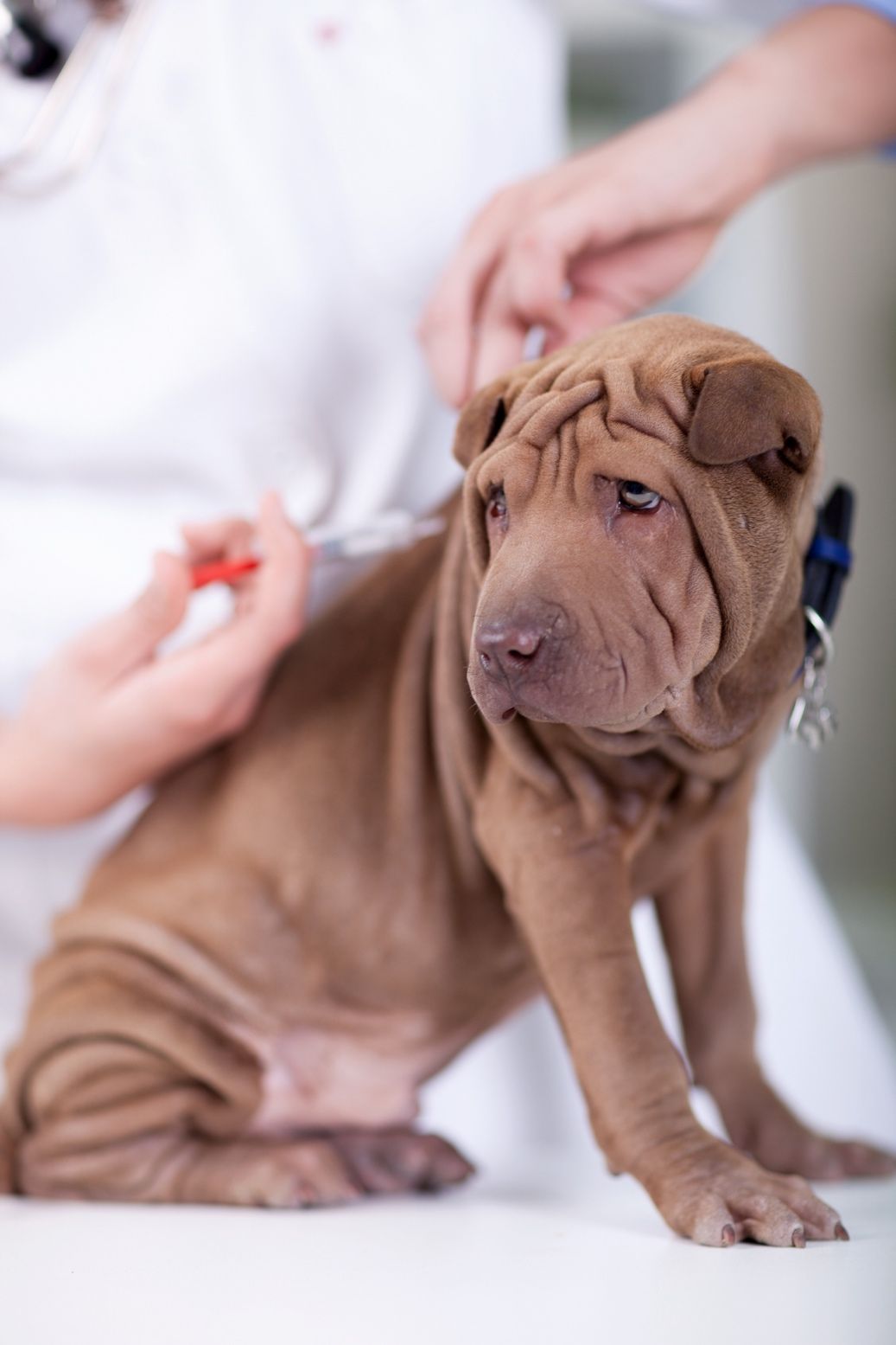 De acuerdo con las leyes de Florida, todos los perros, gatos y hurones mayores de 4 meses deben ser vacunados contra la rabia por un veterinario autorizado.