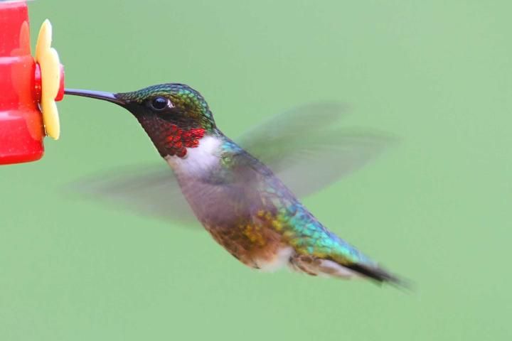 Los colibríes pueden suspender sus cuerpos en el aire.