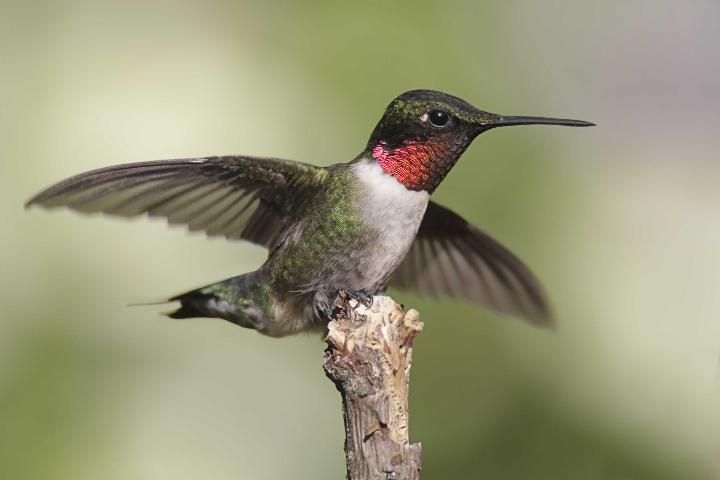 El colibrí garganta rubí.