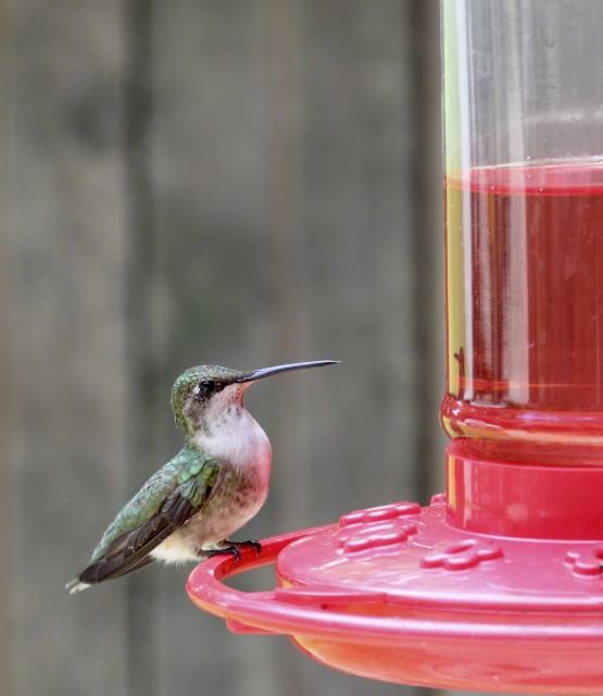 Un colibrí de garganta rubí, Archilochus colubris, posado en un comedero artificial. 