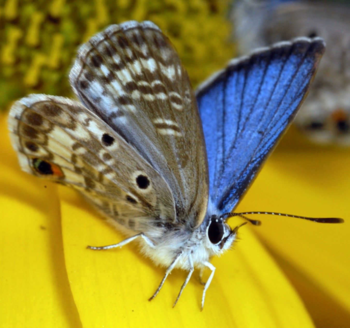 La mariposa azul de Miami (Cyclargus thomasi bethunebakeri) es una especie en peligro de extinción a nivel federal. Los impactos en la planta huésped de esta especie causados ​​por la alimentación de las iguanas verdes (Iguana iguana) puede haber contribuido a la extinción local de esta mariposa única en el Parque Estatal de Bahía Honda en los Cayos de Florida.