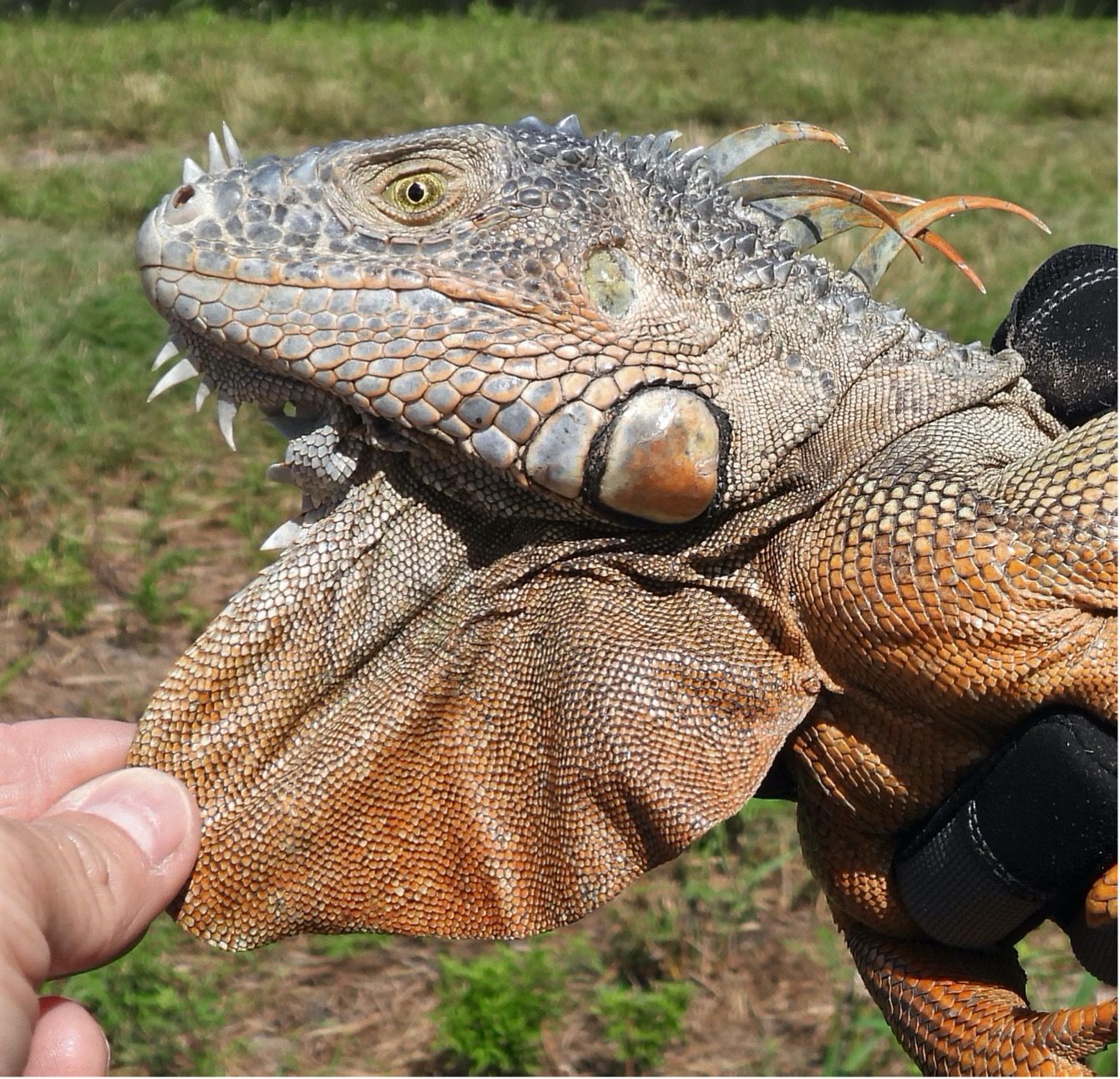 Las iguanas verdes (Iguana iguana) de todas las edades tienen una gran porción de piel que cuelga de la garganta y una escama grande y redonda en la parte posterior de la mandíbula.