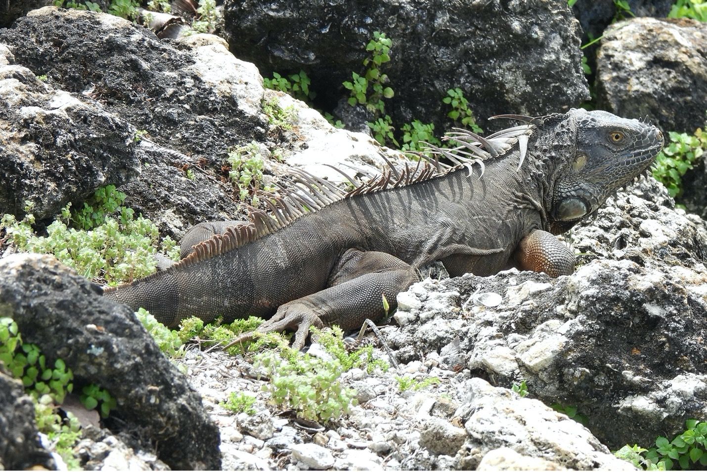 No es raro ver una iguana verde (Iguana iguana) adulta que no es verde, como este adulto de color marrón grisáceo. Todas las iguanas verdes adultas, independiente de su color, tienen una fila prominente de escamas en forma de espinas en el dorso.