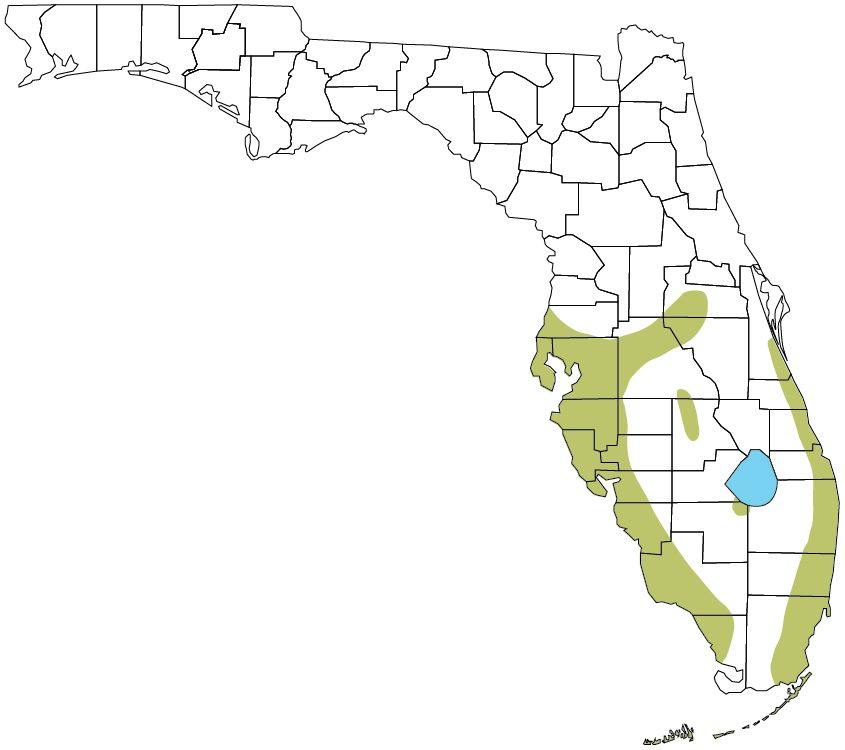 Las iguanas verdes (Iguana iguana) viven en gran parte de la mitad sur de la península de Florida, pero son más comunes cerca de la costa (vea las áreas sombreadas en verde). Reporte avistamientos de iguanas verdes, especialmente aquellas vistas fuera de las áreas sombreadas indicadas en este mapa. Tome una foto del lagarto e informe su observación a EDDMapS.org.