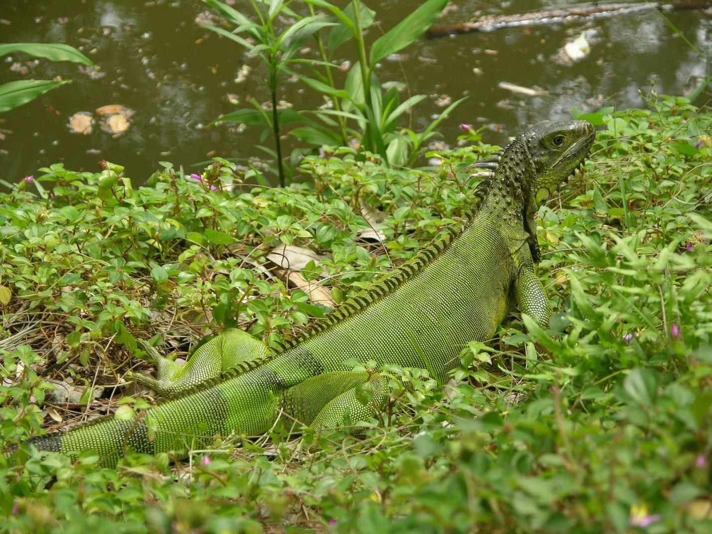 Las iguanas verdes (Iguana iguana) juveniles y adultas pueden ser de color verde, pero muchos adultos no [lo] son.