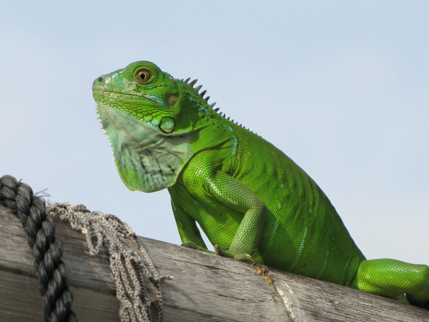 Las iguanas verdes (Iguana iguana) juveniles son de [un] color verde intenso, como este individuo de Key Largo, Florida.