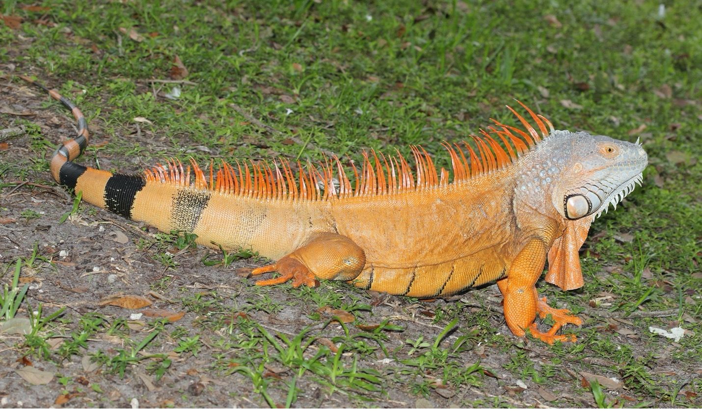 Las iguanas verdes (Iguana iguana) macho[s] pueden adquirir varios tonos de naranja cuando son adultos y en condiciones de reproducción.